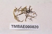 藏品(泛生長喙苔)的圖片